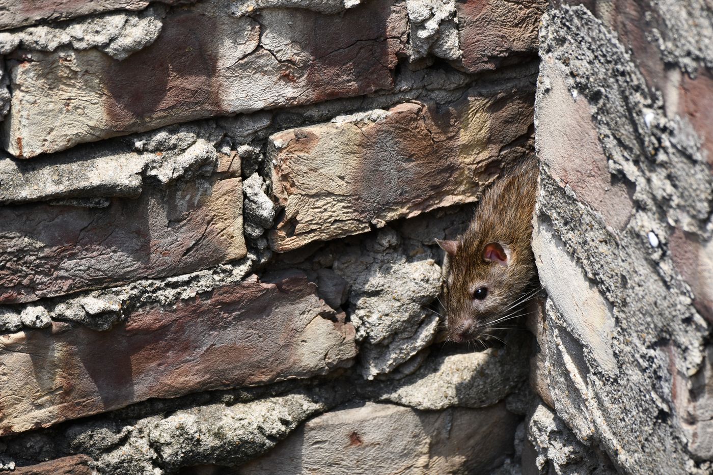 Rat brun sortant d'une brèche dans un mur de brique dégradé, exemple typique de point d'entrée à hermétiser