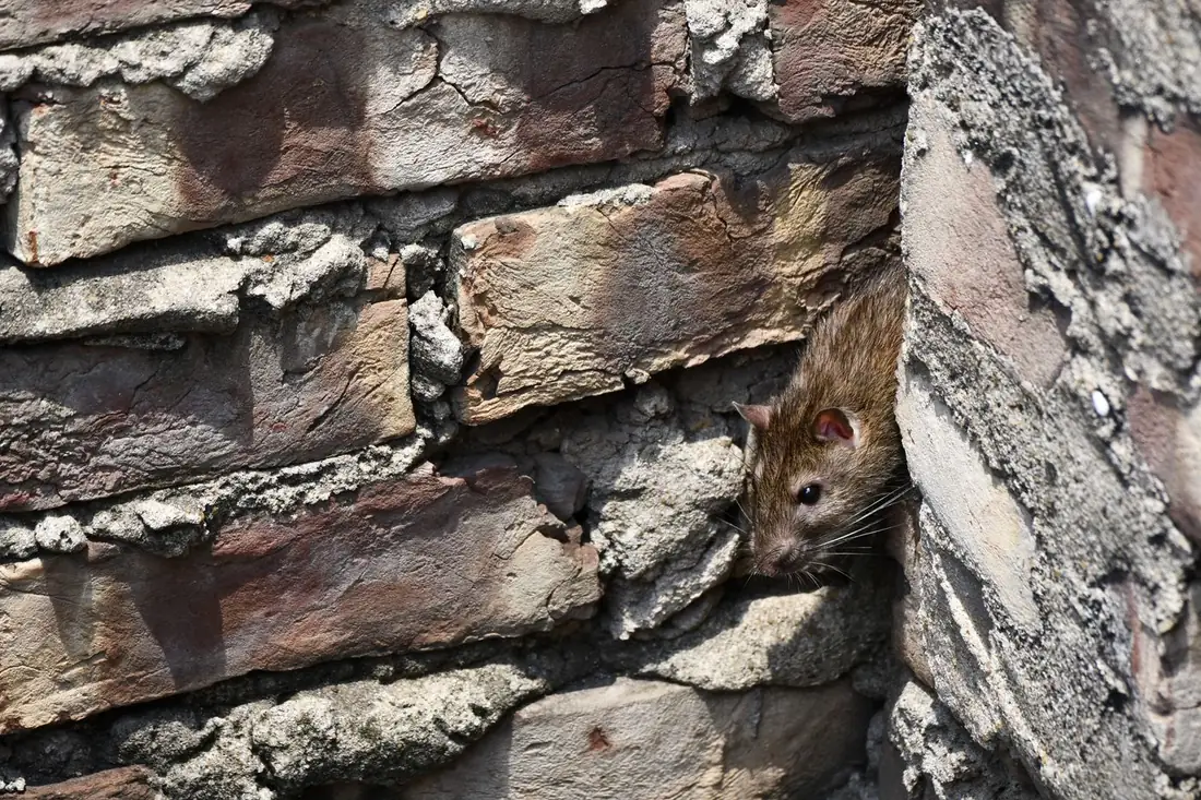 Rat brun sortant d'une brèche dans un mur de brique dégradé, exemple typique de point d'entrée à hermétiser