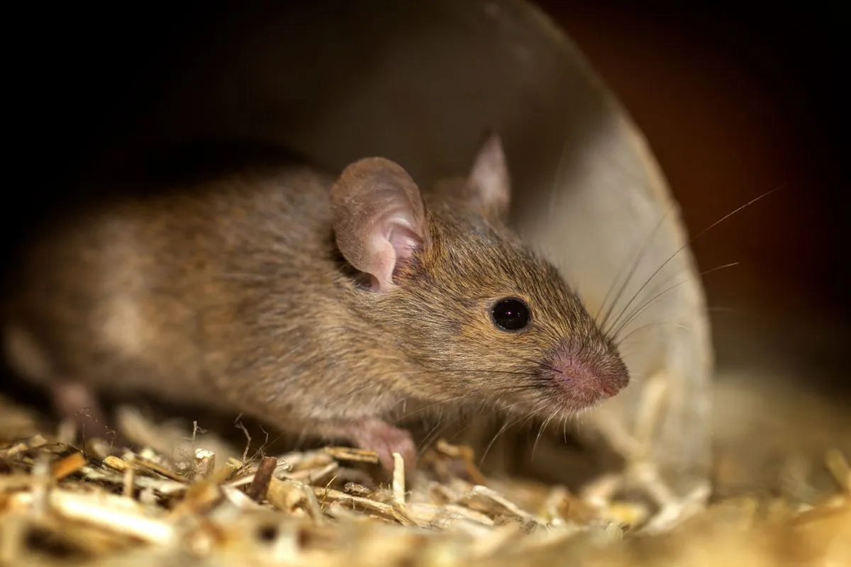 Souris domestique au pelage gris-brun uniforme, le museau fin, posée sur de la paille